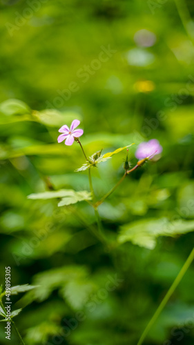 Macro fleurs