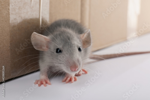 Small grey rat near cardboard box, closeup