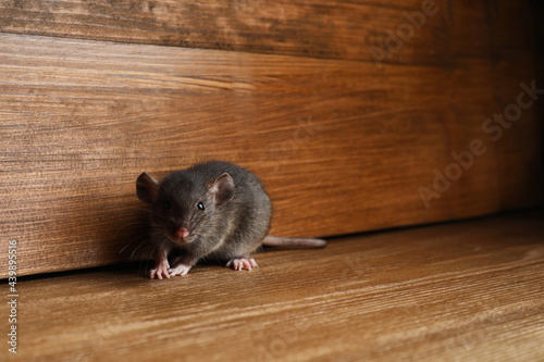 Small brown rat near wooden wall on floor. Space for text