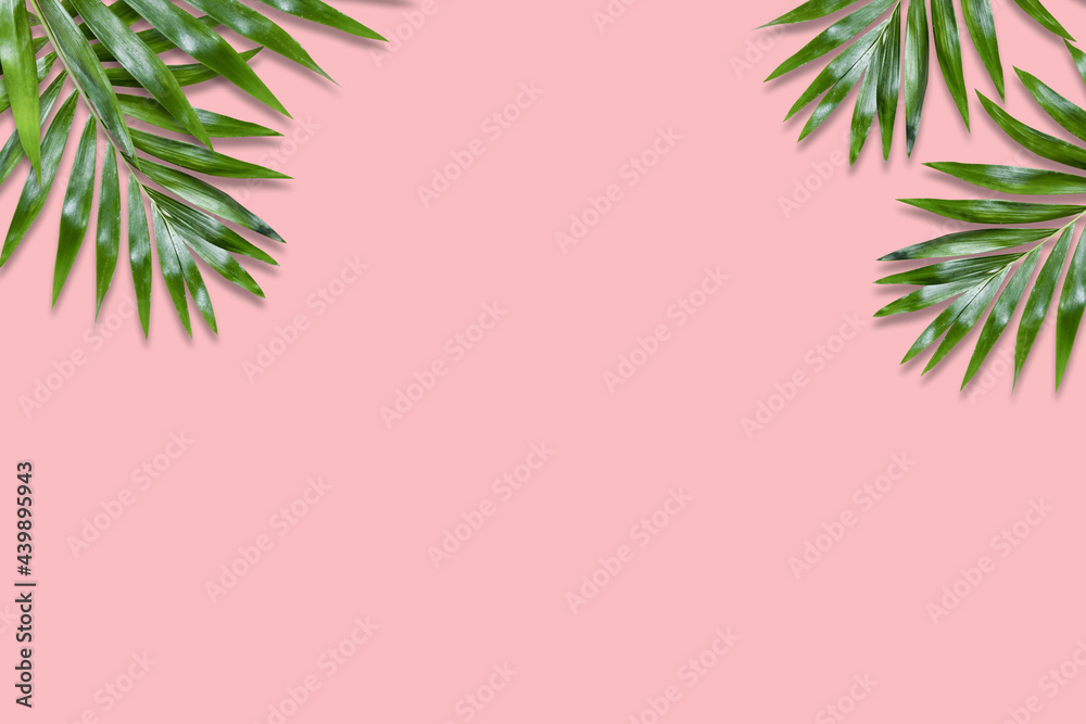 Minimal tropical green palm leaf on pink paper background. Flat lay Top view with copy space for your text. Minimal tropical green palm leaf on pink paper background. Flat lay Top view with copy space for your text.