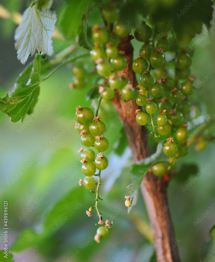 Colorful Green Berries of Currant during Spring. Unripe Ribes Rubrum in Nature. Colorful Green Berries of Currant during Spring. Unripe Ribes Rubrum in Nature.