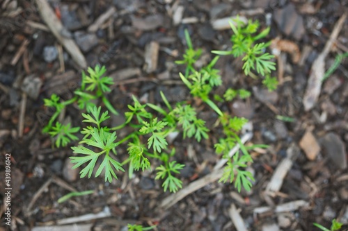 Top-Down Young Green Leaves of Carrot in the Garden. Growing Root Vegetable in Fertile Soil.