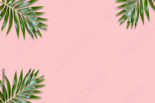 Minimal tropical green palm leaf on pink paper background. Flat lay Top view with copy space for your text.