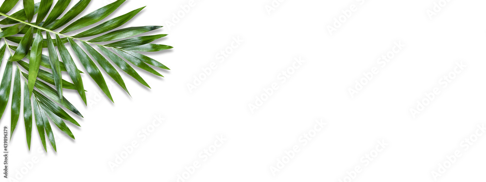 Minimal tropical green palm leaf on white paper background. Flat lay Top view with copy space for your text.