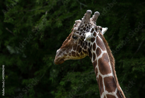 Photography Giraffe