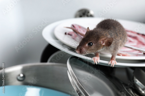 Valokuvatapetti Rat and dirty dishes in kitchen sink. Pest control