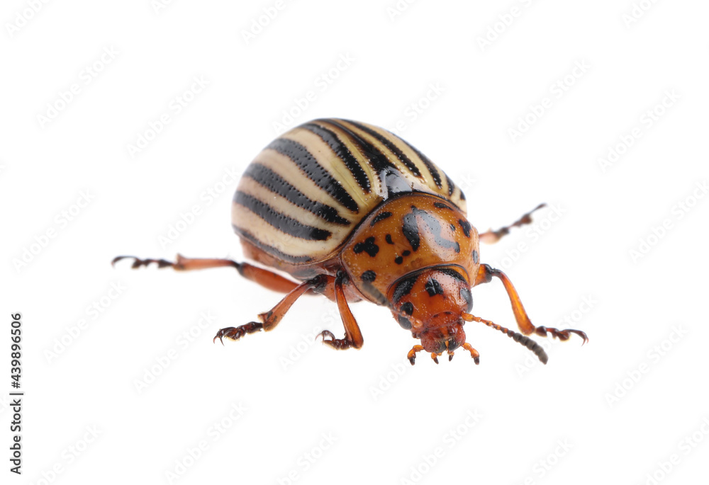 One colorado potato beetle isolated on white One colorado potato beetle isolated on white