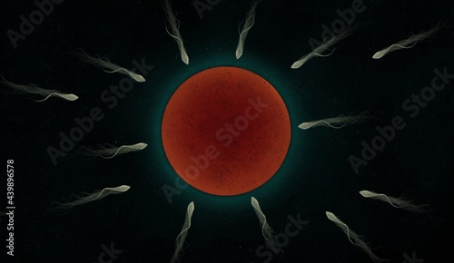 sperm fertilize with ovum illustration  photo