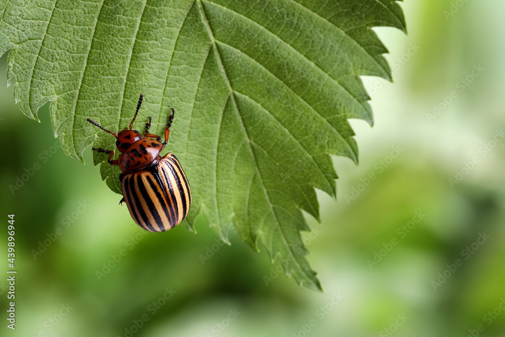 Colorado potato beetle on green leaf against blurred background, closeup. Space for text Colorado potato beetle on green leaf against blurred background, closeup. Space for text
