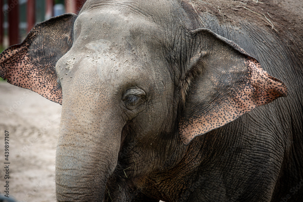 Fototapeta premium Elephant