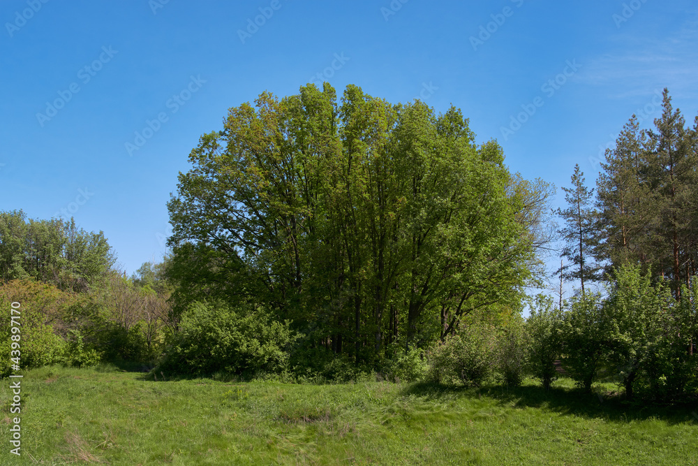Landscape with a large round tree, shrubbery and a green lawn in front Landscape with a large round tree, shrubbery and a green lawn in front