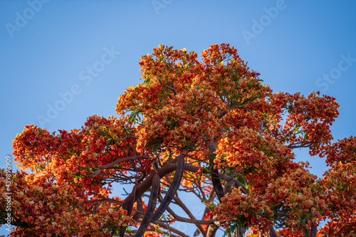 Red peacock flowers or the flame tree, royal poinciana on blue sky background photo