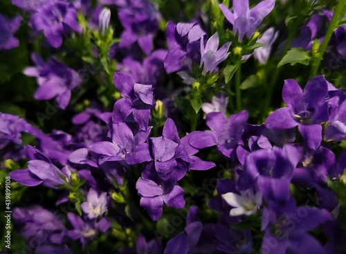 Lobelia Cascade flowering in violet purple color. Beautiful flower in purple  blooming flower. Mixed bouquet with flowers in wooden basket.
