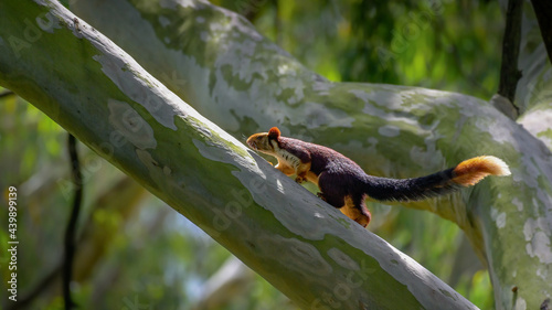 The Indian giant squirrel or Malabar giant squirrel Ratufa indica is a large tree squirrel species endemic to forests and woodlands in India.