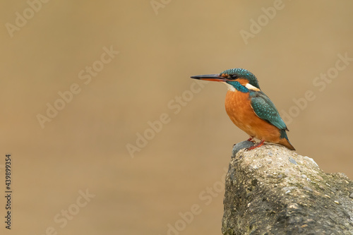 Side portrait of a Common kingfisher standing on the edge of a rock