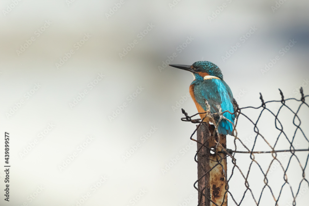 Fototapeta premium Common kingfisher sitting on a wire fence