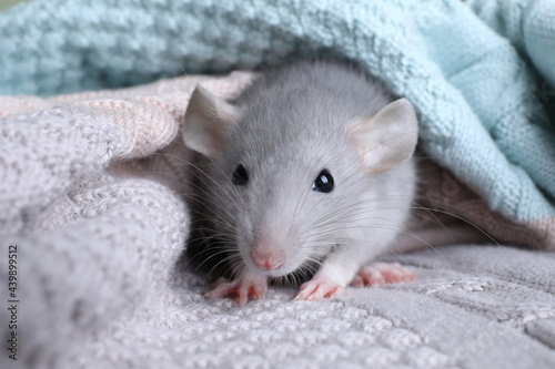 Cute small rat wrapped in knitted plaid, closeup