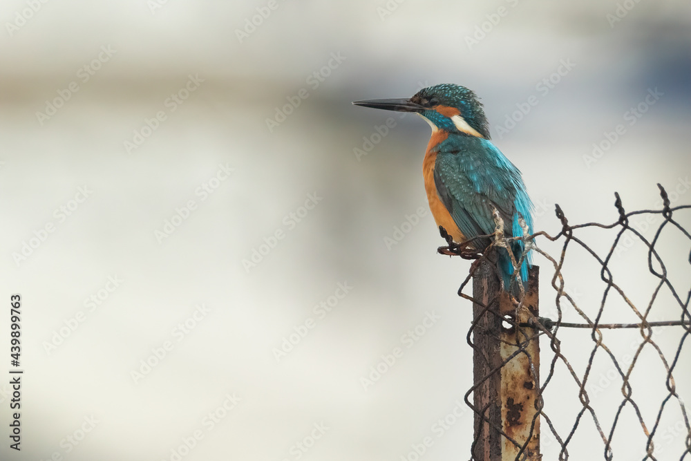 Fototapeta premium Common kingfisher sitting on a wire fence and observing the area