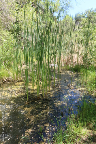 Fototapeta Naklejka Na Ścianę i Meble -  Grassy Reeds in a Swamp Wetland