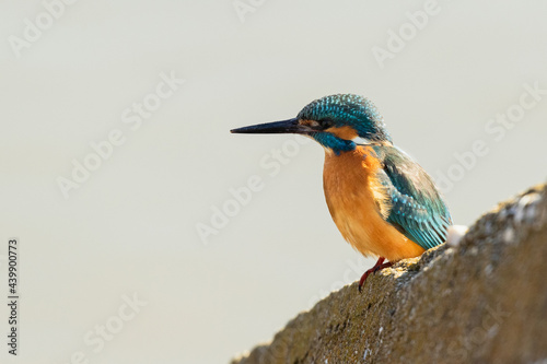 Common kingfisher looking sideways while sitting on the edge of a stone block against a bright background