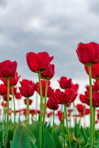 red tulip © Grzegorz