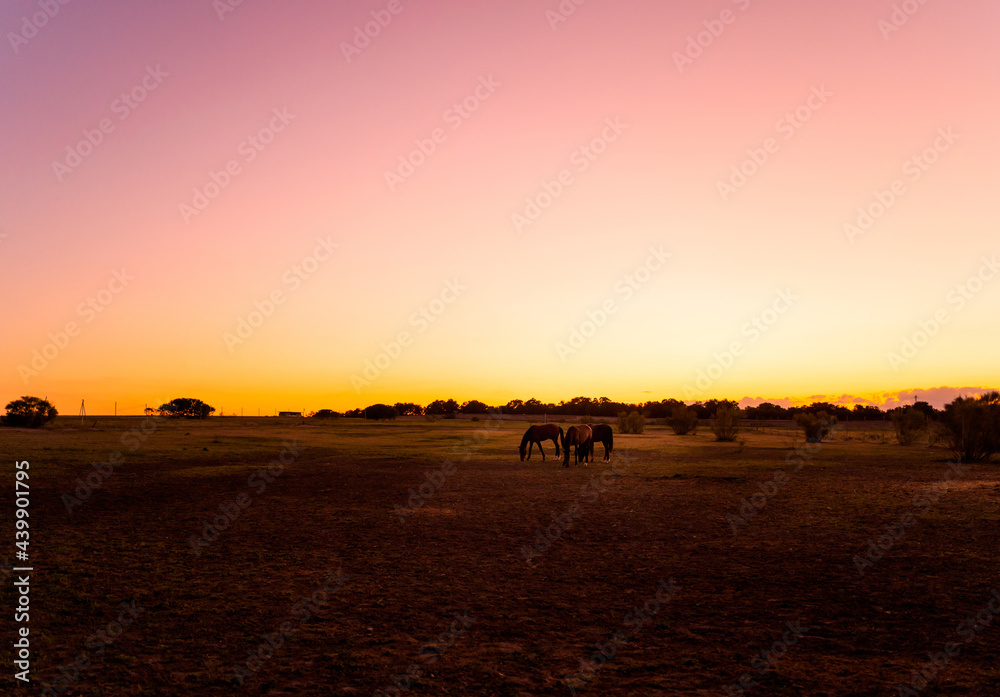 Landscape With Horses At Sunset. Landscape With Horses At Sunset.