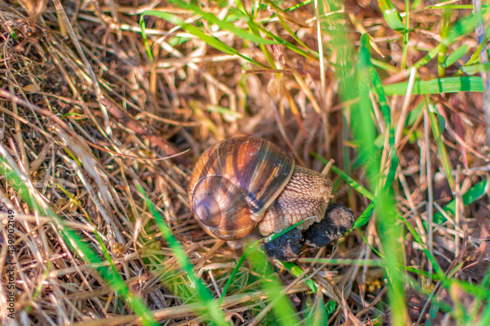 snail on the grass snail on the grass