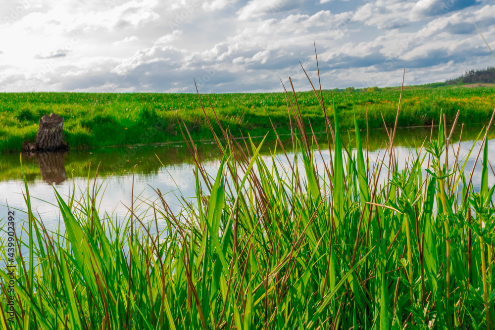Obraz premium grass and water