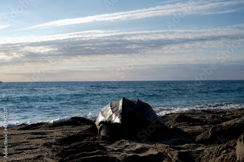 Leatherback Turtle next to the Atlantic Ocean In Florida photo