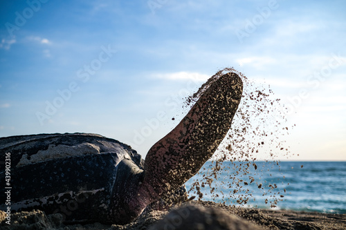 Sea Turtle Flipper nesting photo