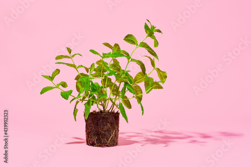 exposed mint plant photo