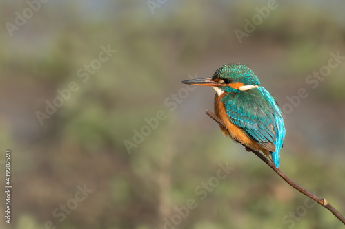 Side portrait of a Common kingfisher sitting on the edge of a twig