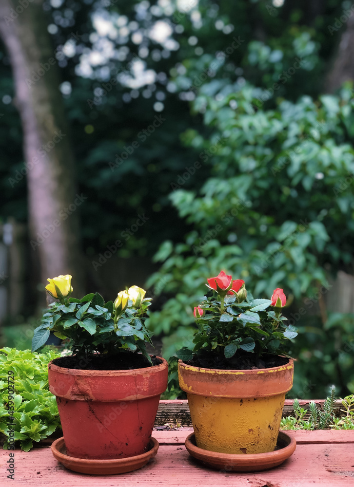 Red and Yellow Miniature Roses in Yellow and Red Pots Red and Yellow Miniature Roses in Yellow and Red Pots