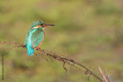 Back shot of a Common kingfisher sitting on a twig, looking sideways © Ilias Kouroudis