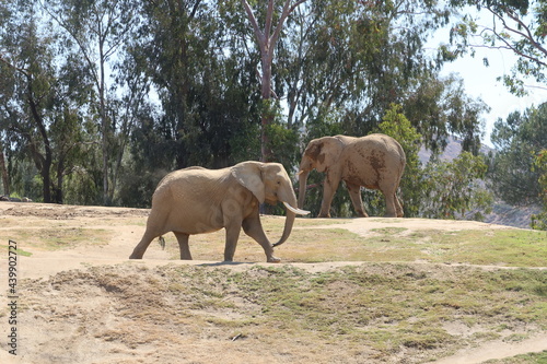 Elephants in their Zoo Habitat on a Hill