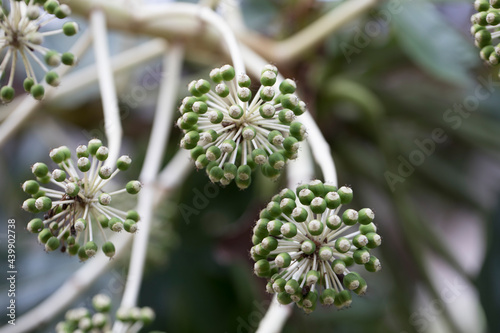 Plant with spheric blossom photo