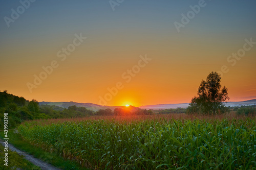 sunset corn field beautiful sunset landscape behind the mountain over corn field