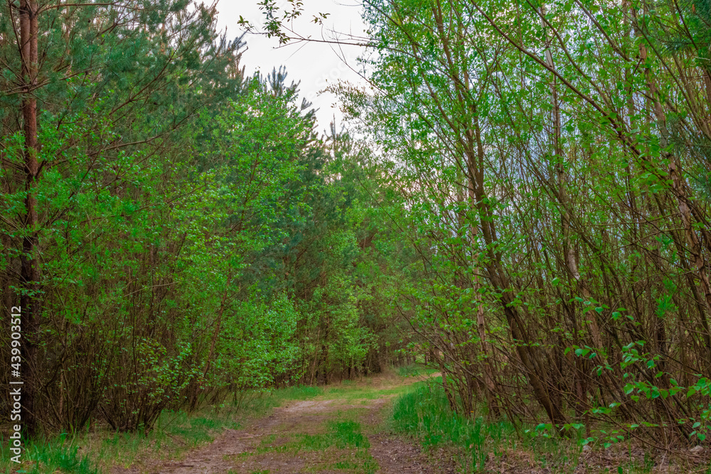 Fototapeta premium path in the forest