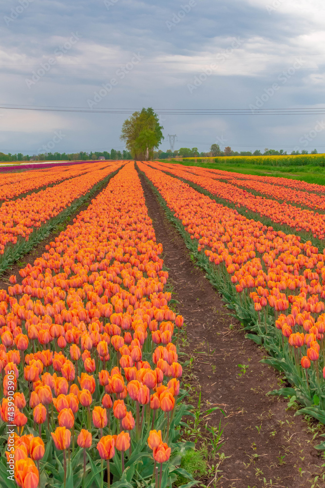 field of tulips