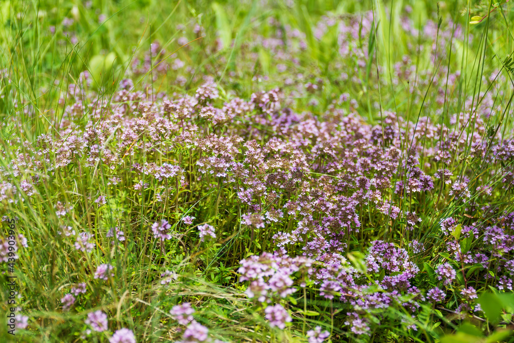 Fresh Thyme Herbs Background on a Green Meadow .Healthy Concept Fresh Thyme Herbs Background on a Green Meadow .Healthy Concept