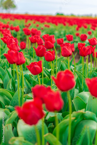 field of tulips