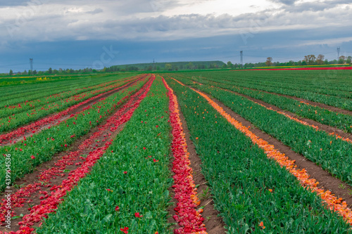 field of tulips