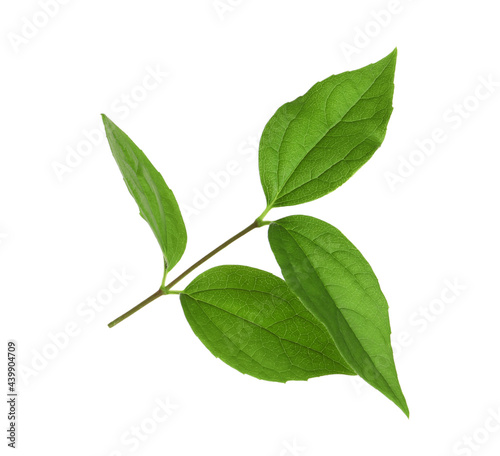 Leaves of jasmine plant on white background