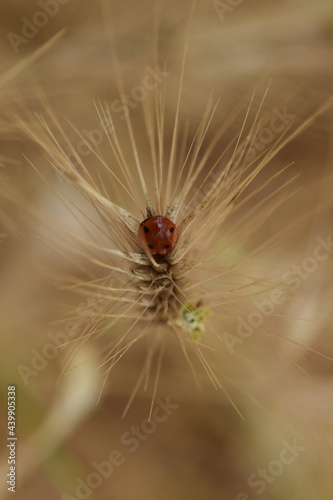 Ladybug insect on withered grain plant. Springtime nature abstract blur.