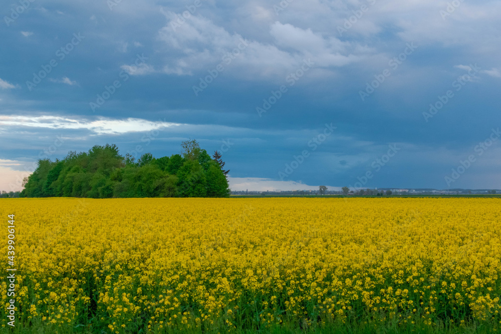 rapeseed field and blue sky