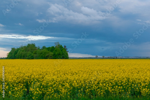 rapeseed field and blue sky © Grzegorz