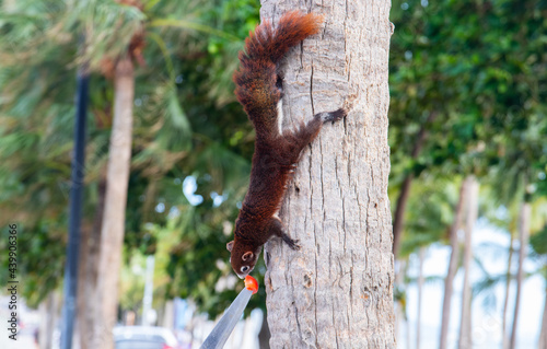 A brown squirrel has a fixed and focused view of a feeding place photo