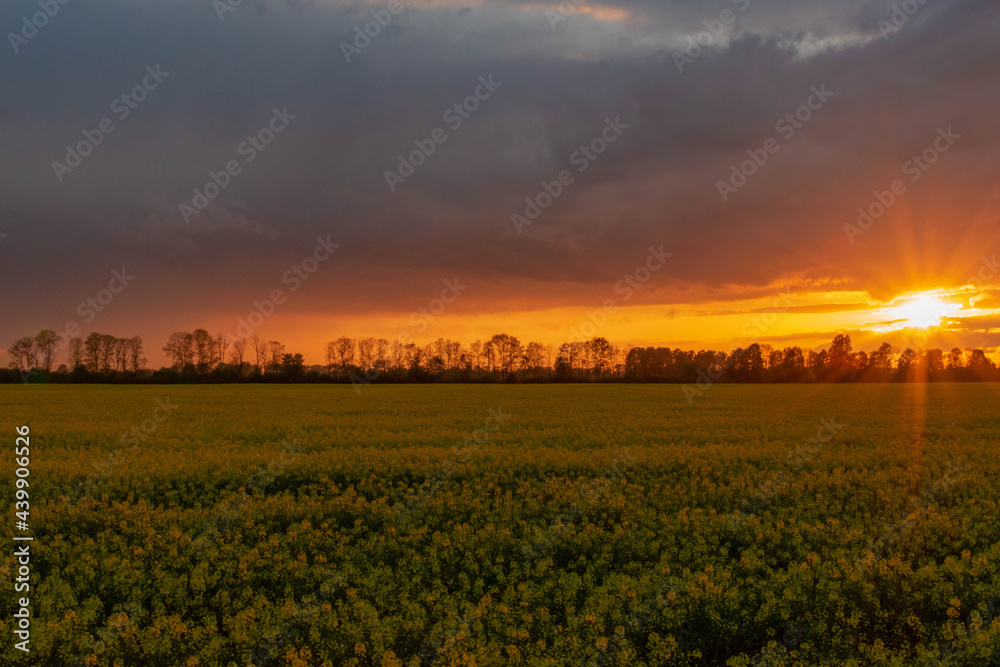 Obraz premium sunset in the field