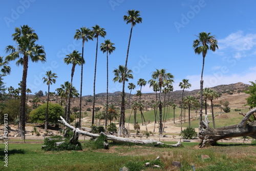 Canvas Print Tropical Zoo Setting with Giraffes in California and Palm Trees