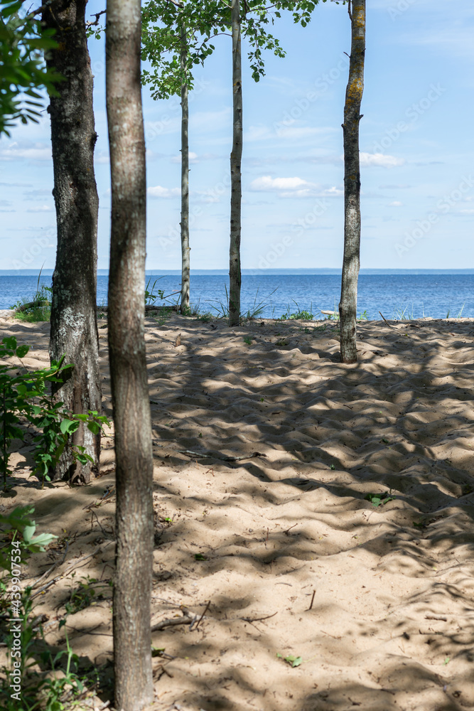 Wild beach with trees growing on the sand. Vertical image.